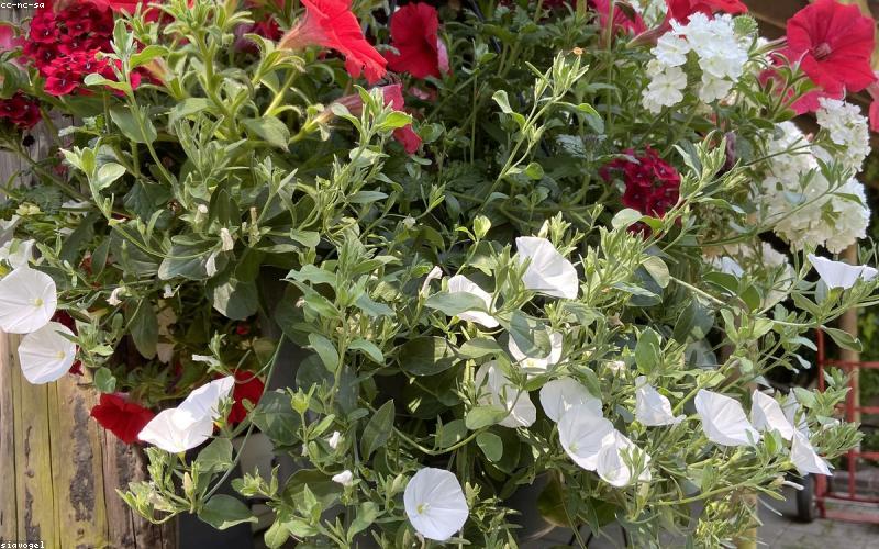 礼品定制小程序商城模板