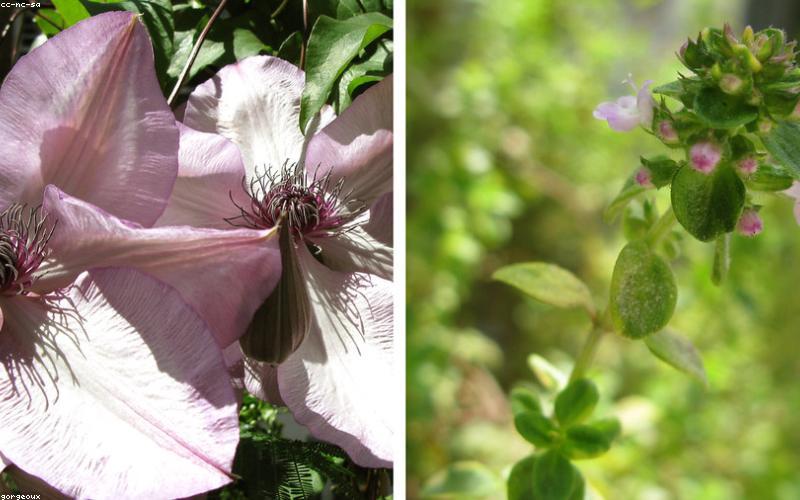 绿植盆栽小程序商城模板