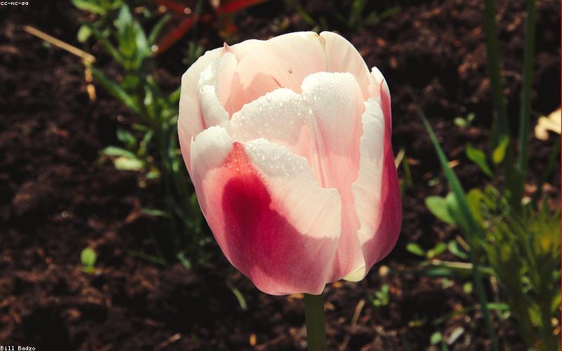 有机食品小程序商城模板