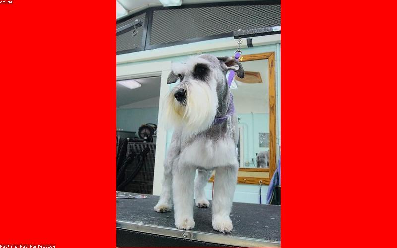 宠物寄养小程序商城模板