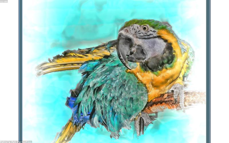 宠物美容小程序商城模板